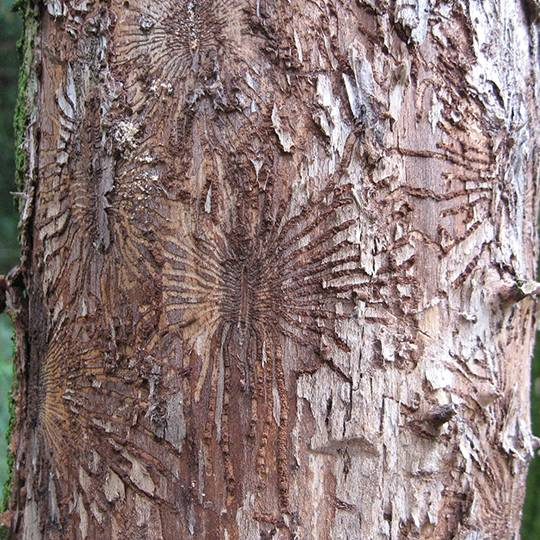 Dutch Elm Disease