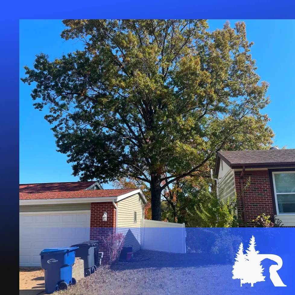 About Raven Tree Service | Raven Tree