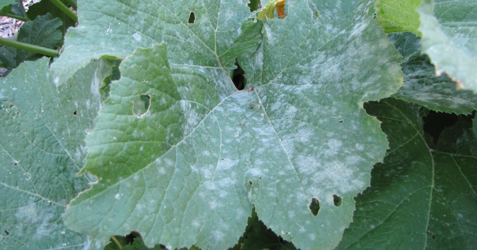 Powdery Mildew