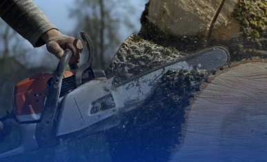 Using a chainsaw to grind tree stump