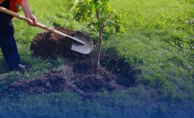 Tree planting services