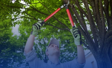 Tree Care Services | Raven Tree Service