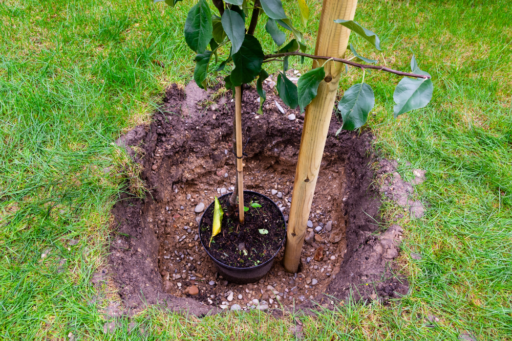 A wooden column in the hole is prepared to hold the young tree up. Planting trees season.