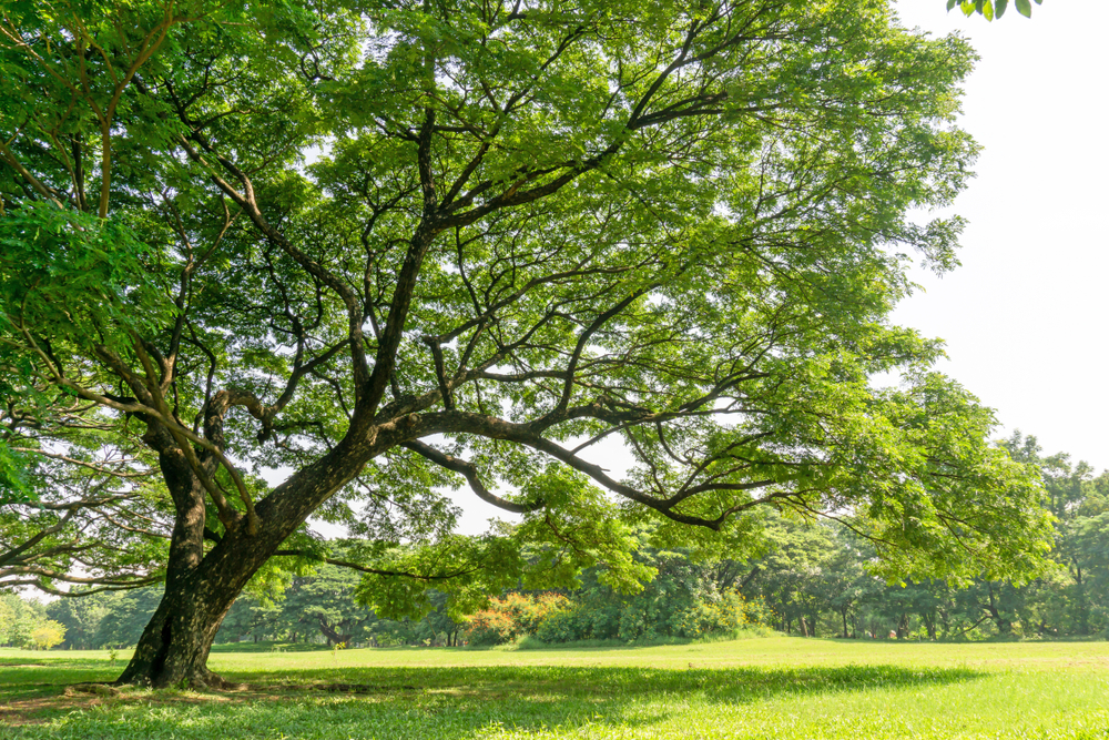 tree care