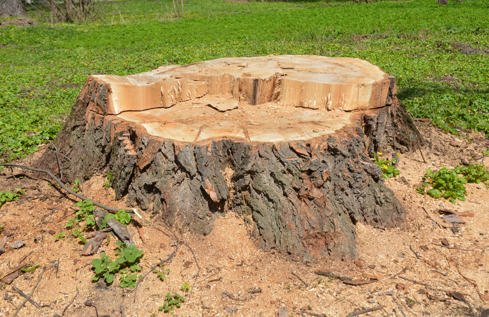 tree stump