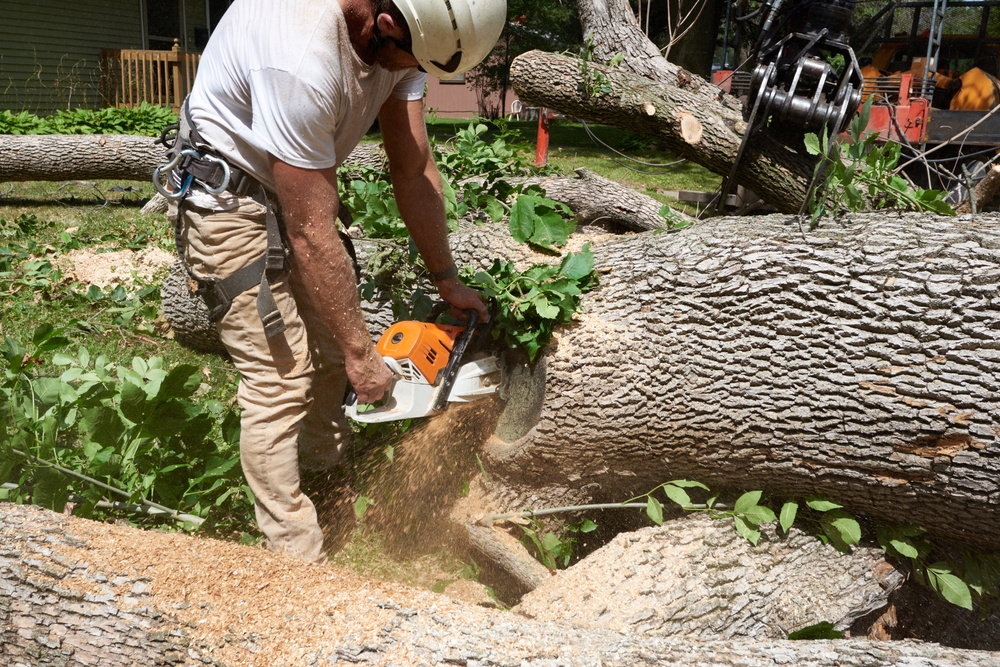 Tree removal specialist preparing logs to be loaded and transported.