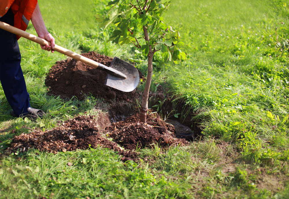 At Raven Tree Service, we understand the importance of healthy, well-placed trees and offer expert planting services tailored to your needs. Contact us!