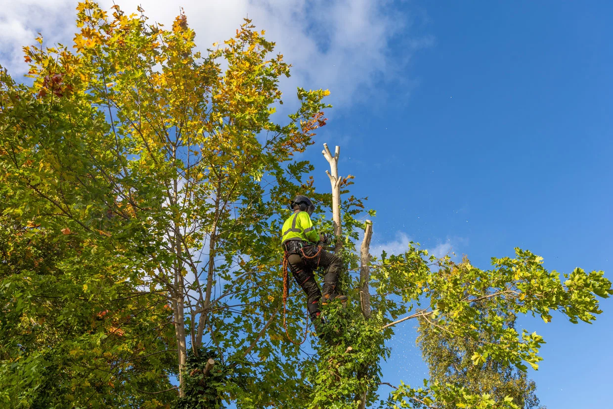 Professional arborist with safety equipment climbs a maple tree with yellow autumn leaves, preparing to prune or cut it.