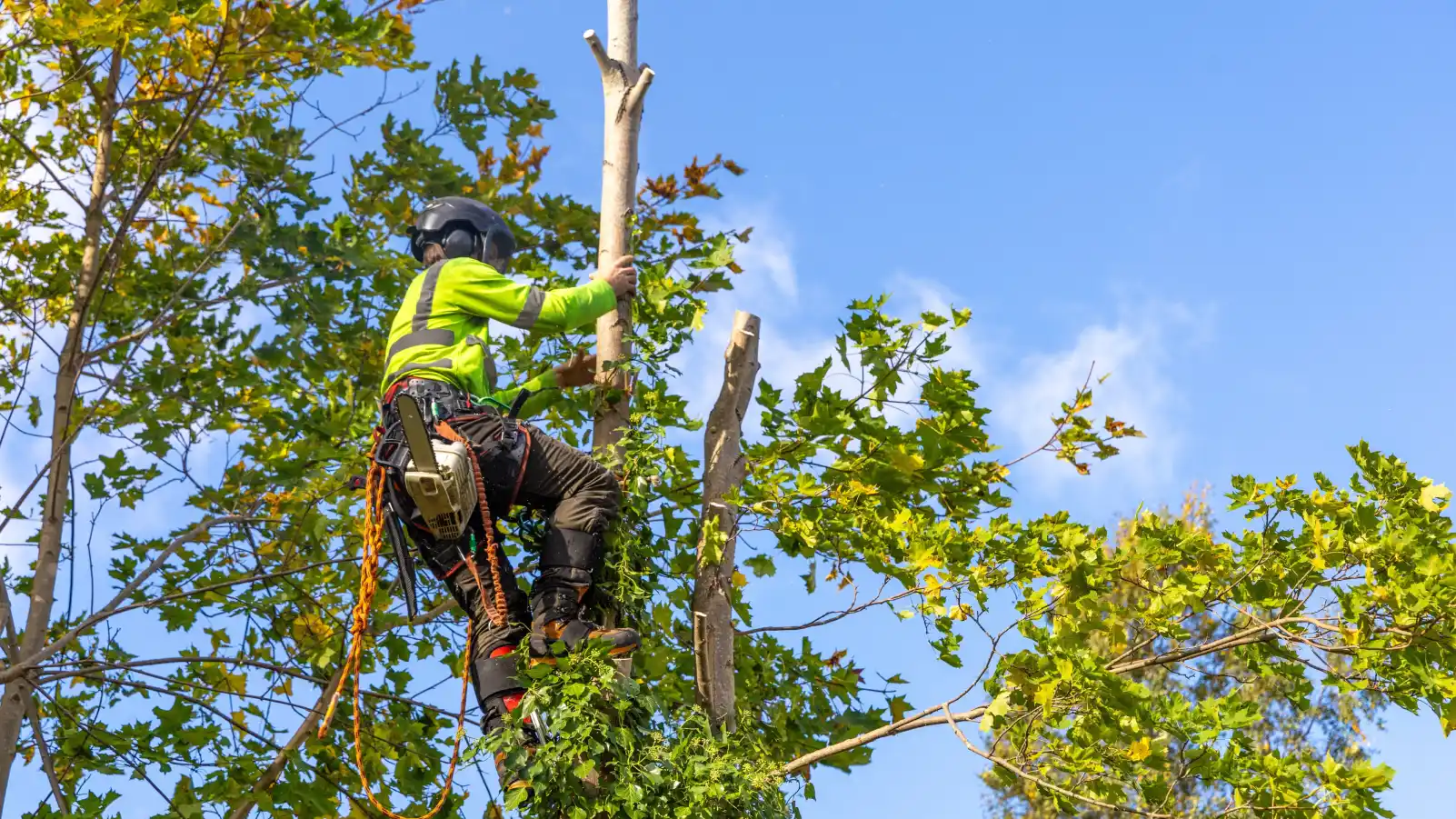 Professional arborist with safety equipment climbs a maple tree with yellow autumn leaves, preparing to prune or cut it.